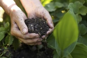 The Basics of Trees and Fertilizer - Harford Tree