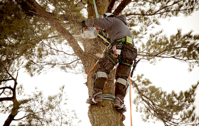 The Benefits Of Tree Trimming For Your Business Property - Harford Tree