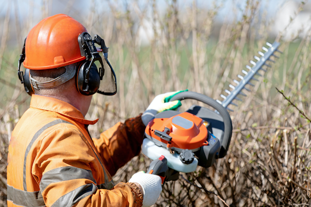 How Often Should You Trim Your Property's Trees? - Harford Tree